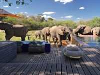 象もプールに遊びに来る！南アフリカのラグジュアリーなサファリホテル
