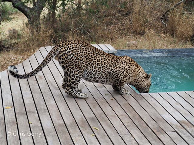 象もプールに遊びに来る！南アフリカのラグジュアリーなサファリホテル
