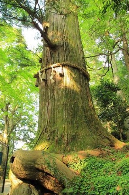 東京の夜景を見ながら、大自然の中でビール。高尾山ビアマウントで夏を満喫