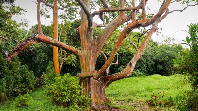 何かいいことありそう 自然が生み出す虹色の木 レインボー ユーカリ Tabizine 人生に旅心を