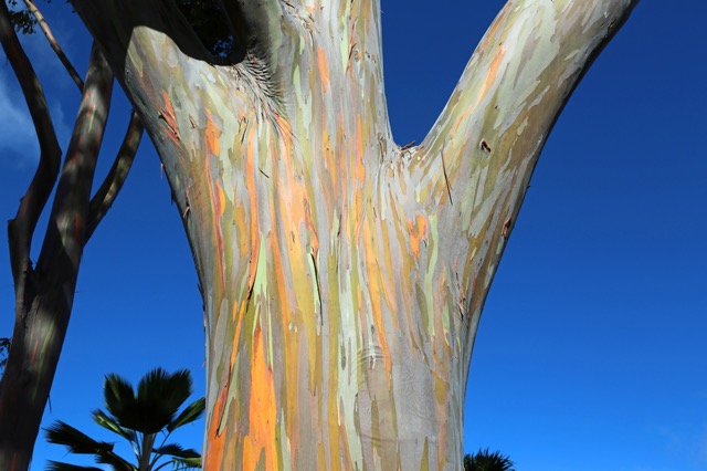 何かいいことありそう？自然が生み出す虹色の「Rainbow Eucalyptus Tree」