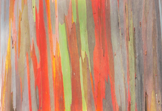 何かいいことありそう？自然が生み出す虹色の木「レインボー・ユーカリ」 (2/2) | TABIZINE～人生に旅心を～