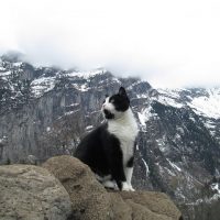 山の神の使者？スイスの村で道に迷った男性を導いた猫