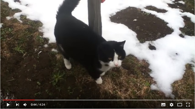 山の神の使者？スイスの村で道に迷った男性を導いた猫