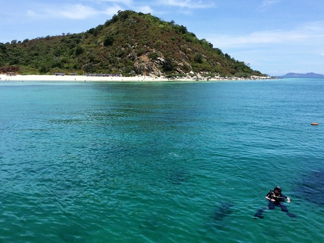 【タイ】バンコクから日帰りトリップ！パタヤの海で出会うかわいい水中生物