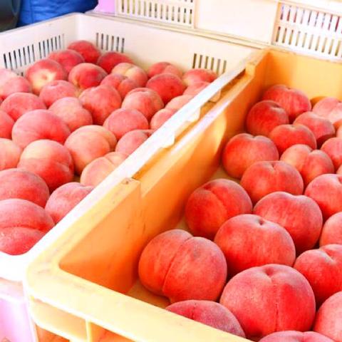 【１６日まで！】横浜オクトーバーフェストで甘熟桃のエールが好評！