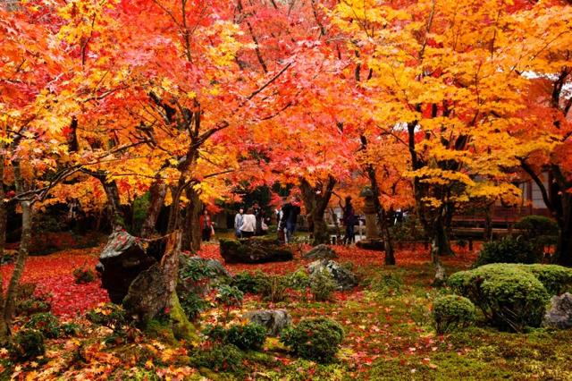【京都】知る人ぞ知る京都の美しい紅葉スポット「京都洛北・圓光寺」