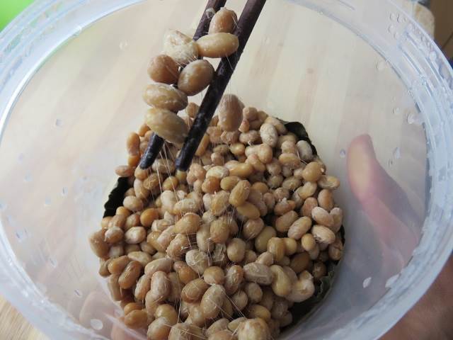 【TABIZINE自由研究部】自然の葉っぱで納豆は作れる？