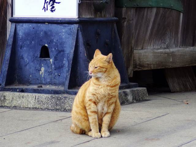 【猫神様に逢える！？】猫の住まう町、谷根千周辺を散策！
