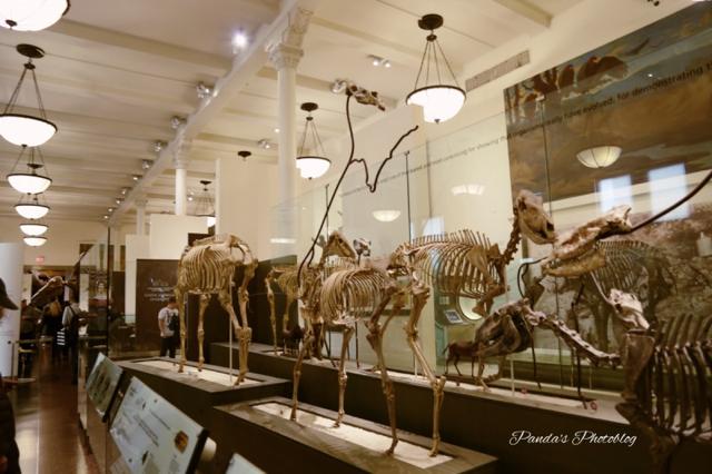 宇宙や恐竜などの幅広い展示!見ごたえのあるNY「アメリカ自然史博物館」