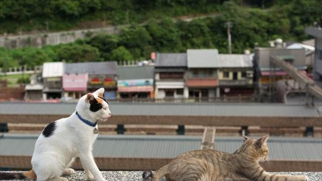 世界６大猫スポット 台湾の猫村 猴硐 ホウトン で可愛いを見つける旅 Tabizine 人生に旅心を