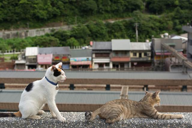 世界６大猫スポット 台湾の猫村 猴硐 ホウトン で可愛いを見つける旅 Tabizine 人生に旅心を
