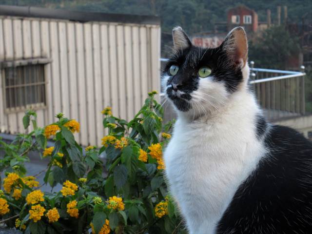 世界6大猫スポット、台湾の猫村「猴硐（ホウトン）」で可愛いを見つける旅