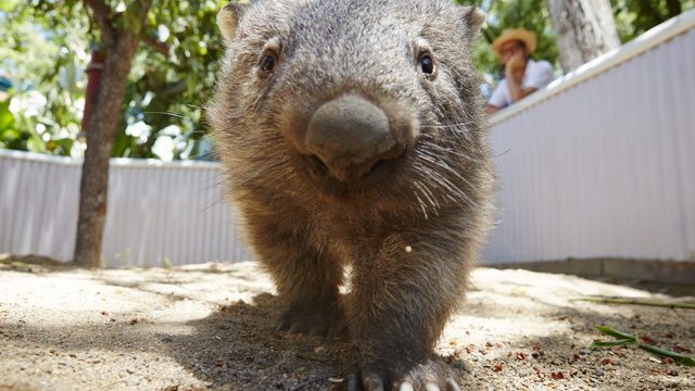 あまりの可愛さに悶絶！】ケアンズ「癒し系動物」と「フォトジェニック