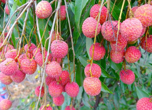フルーツ王国台湾！めずらしいフルーツ、日本で食べると高いフルーツ７選