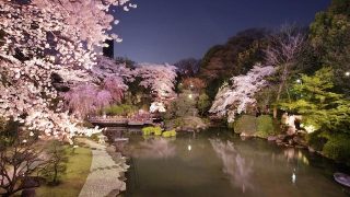 【首都圏夜桜】舞い散る花吹雪。胸騒ぎの夜桜ライトアップ5つ