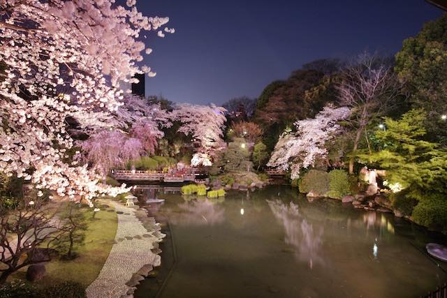 【首都圏夜桜】舞い散る花吹雪。胸騒ぎの夜桜ライトアップ5つ