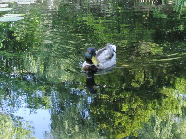 北海道にもあるモネの池・モネの名画「睡蓮」と道庁の池にはどんな関係が?／現地特派員レポート