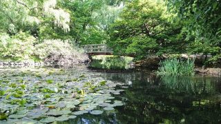 北海道にもあるモネの池・モネの名画「睡蓮」と道庁の池にはどんな関係が?／現地特派員レポート