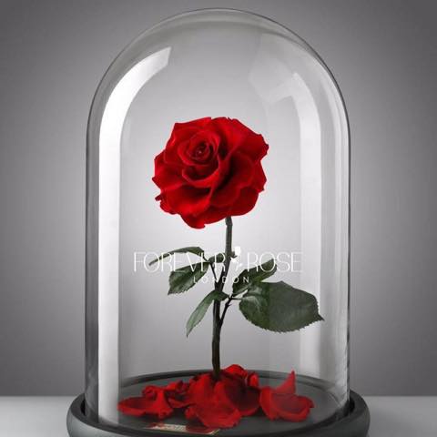 ディズニー公認！ガラスドームに優しく守られた永遠のバラ「Forever Rose London」