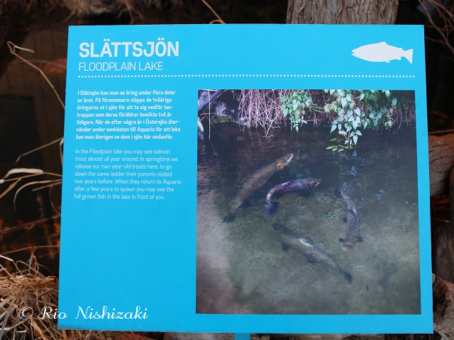 魚が海から水槽に里帰り！スウェーデンの小さな水族館の不思議／現地特派員レポート