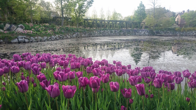 【首都圏近郊GW日帰り旅】春を描くカラフルな花のパレット