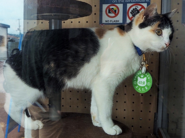 猫のニタマ駅長 見習いのよんたまに会いに ローカル線 和歌山電鐵貴志川線の旅 Tabizine 人生に旅心を