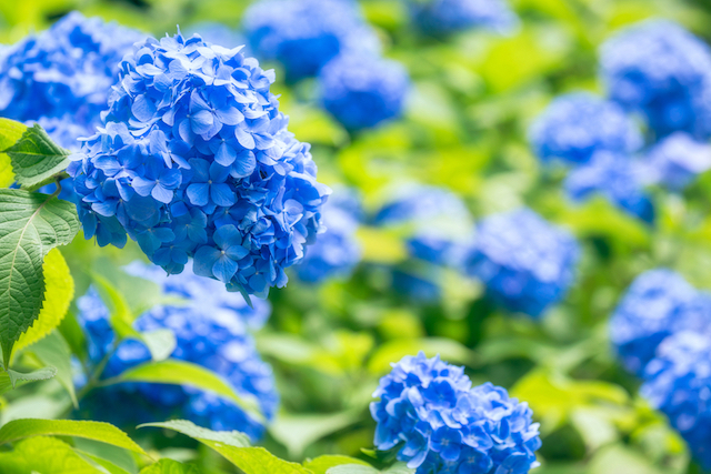 青の優しさに包まれたい　気持ちを落ち着かせるブルーの花