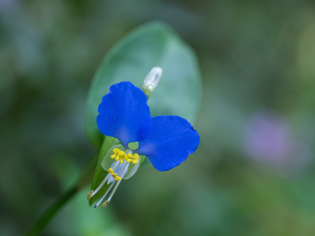 青の優しさに包まれたい　気持ちを落ち着かせるブルーの花