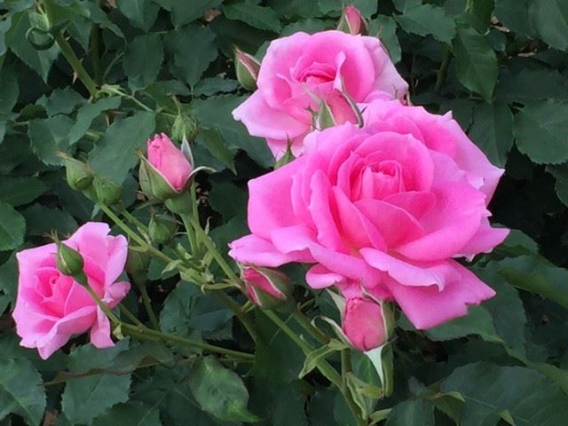 やっぱり薔薇が好き。 美しくて楽しい初夏の神代植物公園を訪ねてみた！