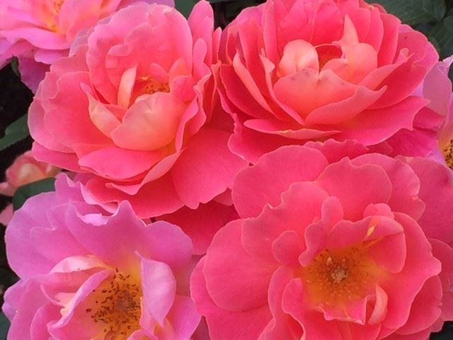 やっぱり薔薇が好き。 美しくて楽しい初夏の神代植物公園を訪ねてみた！