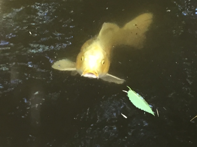 都内で見られるのはここだけ！鮮やかに輝く「ヒカリモ」を見に実篤公園へ