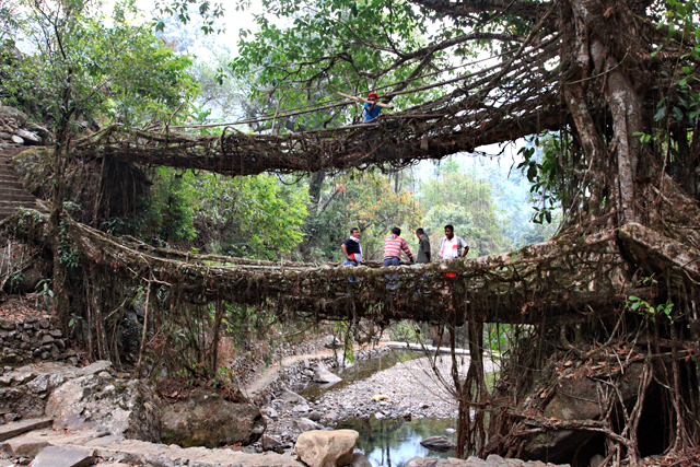 自然と人の行為の融合、インドの山奥にある神秘の〝生きた橋"とは