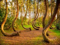 曲がった木は何を語るのか！ポーランドに眠る謎の森。