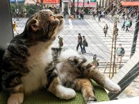 秋葉原でモフモフの猫に癒される…「猫カフェMoCha」