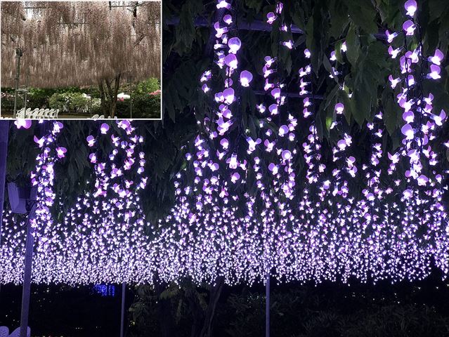 あしかがフラワーパーク『光の花の庭』がイルミネーションアワード第１位！