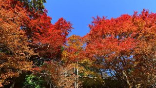 赤・黄・橙の色の共演！ピークを迎えた六甲高山植物園の「紅葉」を見に行こう！