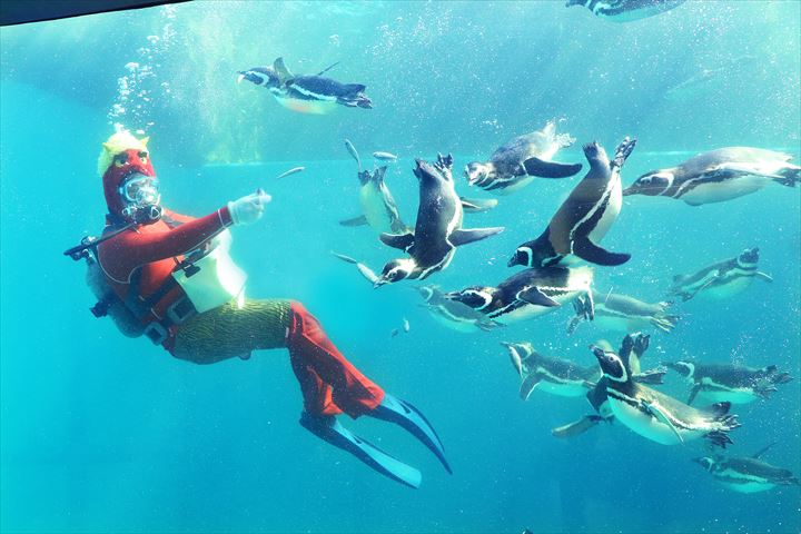 シロイルカ?マゼランペンギン?今年の節分は「海獣」と楽しもう!