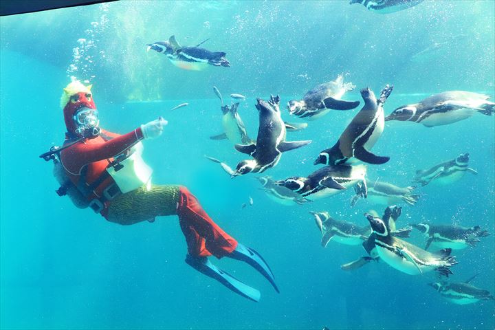 シロイルカ？マゼランペンギン？今年の節分は「海獣」と楽しもう！