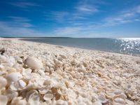 【オーストラリア】全長なんと６０ｋｍ以上！貝がらでできた世界遺産シェル・ビーチ