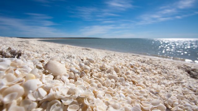 全長６０km以上！貝がらでできた世界遺産シェル・ビーチ【オーストラリア】 | TABIZINE～人生に旅心を～