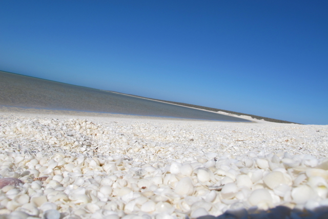 【オーストラリア】全長なんと６０ｋｍ以上！貝がらでできた世界遺産シェル・ビーチ