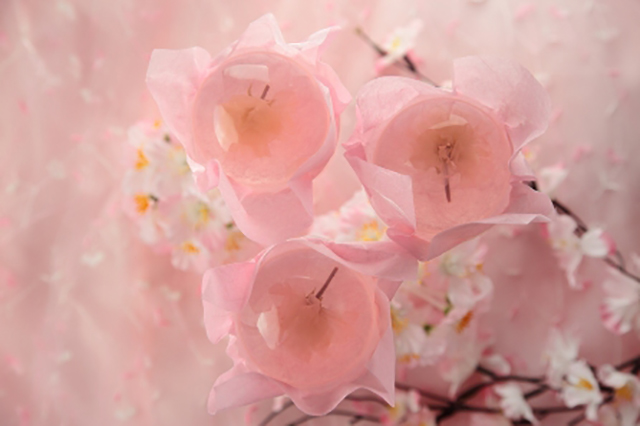 ほんのり桜色・・・見た目も華やかで美しい “桜咲くさくらゼリー”を春季限定販売