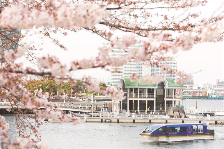 船上でお花見!約500本の桜のトンネルをくぐりぬける「大岡川桜クルーズ」