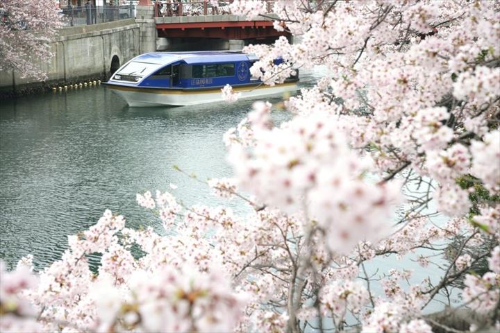 船上でお花見!約500本の桜のトンネルをくぐりぬける「大岡川桜クルーズ」