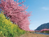 伊豆周辺で楽しむ河津桜と春の花々、伊東の桜など、開花時期や名所をご紹介