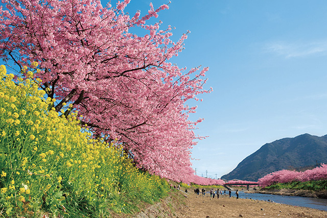 伊豆周辺で楽しむ河津桜と春の花々、伊東の桜など、開花時期や名所をご紹介