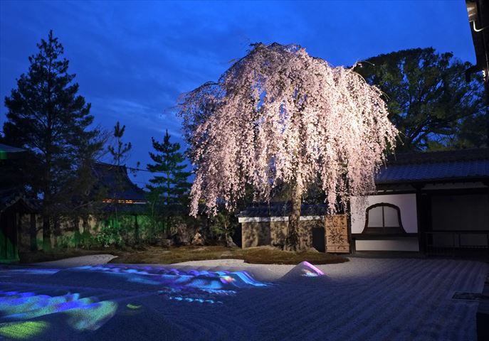 春の京都でお花見がてら休憩を「スロージェットコーヒー高台寺」の春メニュー