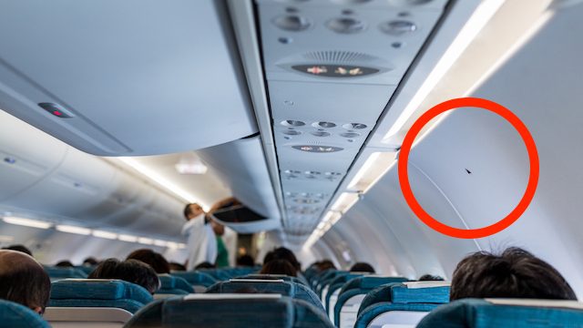 マニアの間で人気 三角マークがついている飛行機の座席の意味とは Tabizine 人生に旅心を