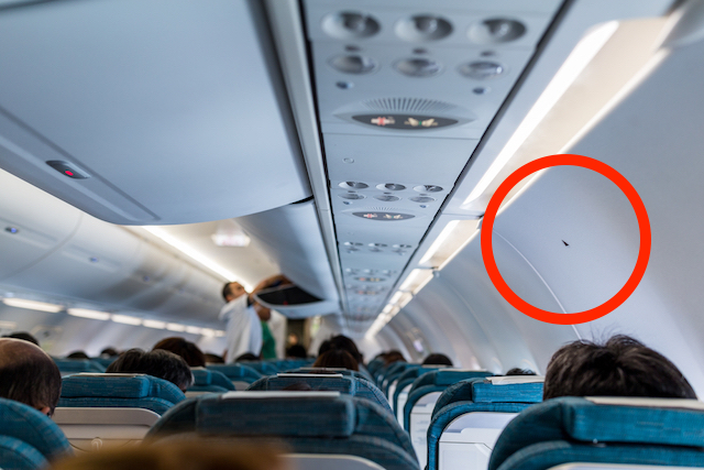 【飛行機トリビア】パイロットも見にくる！三角マークがついている窓の外のあれ。